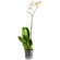 White Phalaenopsis orchid in a pot. Gomel