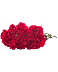 Red Carnations